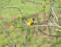 Eurasian Siskin.jpg