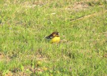 Yellow-breasted Bunting.jpg