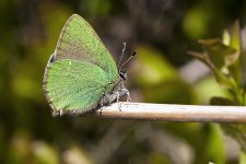 Green Hairstreak_1189.jpg