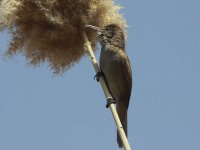 Clamerous Reed Warbler 3838.jpg