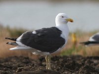 larus-sp-Maroko.jpg