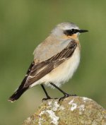 wheatear@burdonmoor.jpg