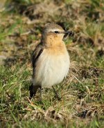 fwheatear@burdonmoor.jpg