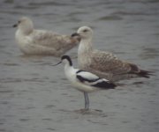 Avocet SDC17843.jpg