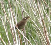 11-05-11Gropper00KG.jpg