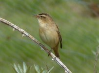 Sedge Warbler 1.jpg