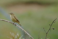 Sedge Warbler 2.jpg