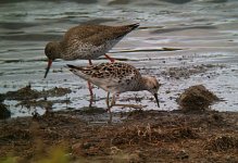 RUFF and REDSHANK.jpg