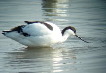 avocet.jpg