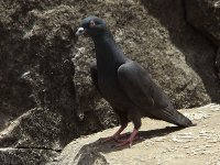 Pigeon 4084.jpg