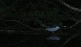 Night Heron.jpg