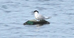 Sandwich Tern 3.jpg