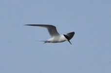 Sandwich Tern 2.jpg