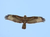 Steppe Buzzard 2942.jpg