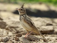 Crested Lark 3418.jpg