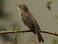 Eastern Olivaceous Warbler 3651.jpg