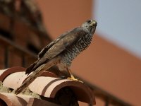 Levant Sparrowhawk  5393.jpg