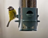 Blue Tit Feeder.jpg