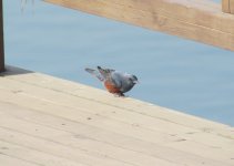 Blue Rock Thrush.jpg