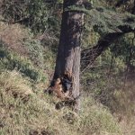 black bear west of wawu.jpg