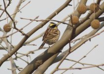 Yellow-throated Bunting.jpg