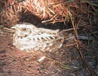 Indian Nightjar.jpg