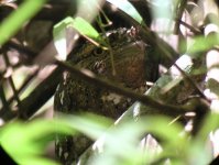 Frogmouth.jpg