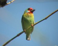 Malabar Barbet.jpg