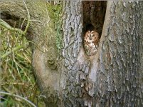 Tawny-Owl.jpg