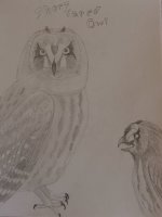 my owls.jpg
