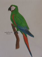 my macaw.jpg