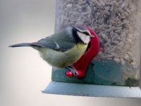 Blue Tit 4116.jpg