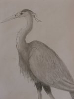 my heron.jpg