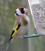 Goldfinch 4126.jpg