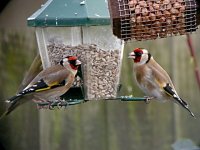 Goldfinch 4158.jpg