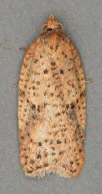 Acleris ferrugana 060325 5831t.jpg