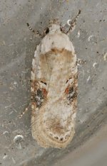 Agonopterix alstromeriana 060325 5832t.jpg