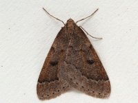 Early Moth, Theria rupicapraria  P3264029.jpg