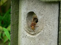 DS hornet 'fanning' at blue-tit nest box 1.jpg