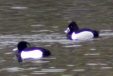 ring neck duck tufted duck mell quarry mar 06.jpg