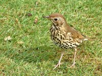 1 song-thrush.jpg