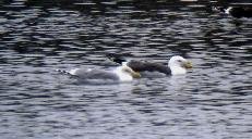 Possible Heuglin's Gull1.JPG