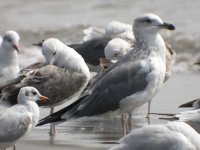 Siberian Gull Morjim 270105.jpg