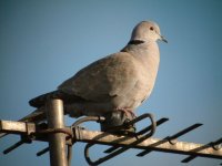 Collared Dove 2.JPG