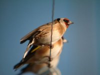 Goldfinch.JPG