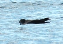 Mediterranean Shearwater .jpg