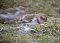 SnowBunting 1TOprint.jpg