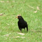 blackbird_28mar06_420_20.jpg