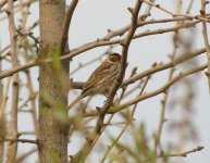 Little Bunting.jpg