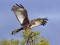 spotted harrier lp-196 copyright graeme chapman.jpg